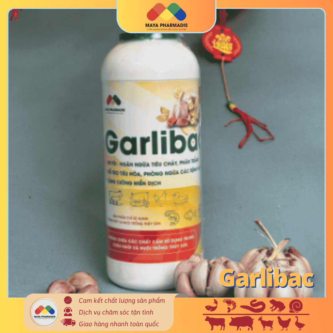 Garlibac Men Tỏi – Giải Pháp Hỗ Trợ Tiêu Hóa - Ảnh 2