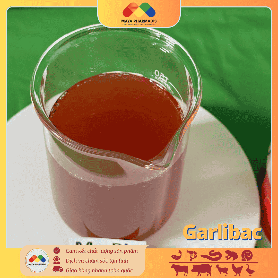 Garlibac Men Tỏi – Giải Pháp Hỗ Trợ Tiêu Hóa - Ảnh 3