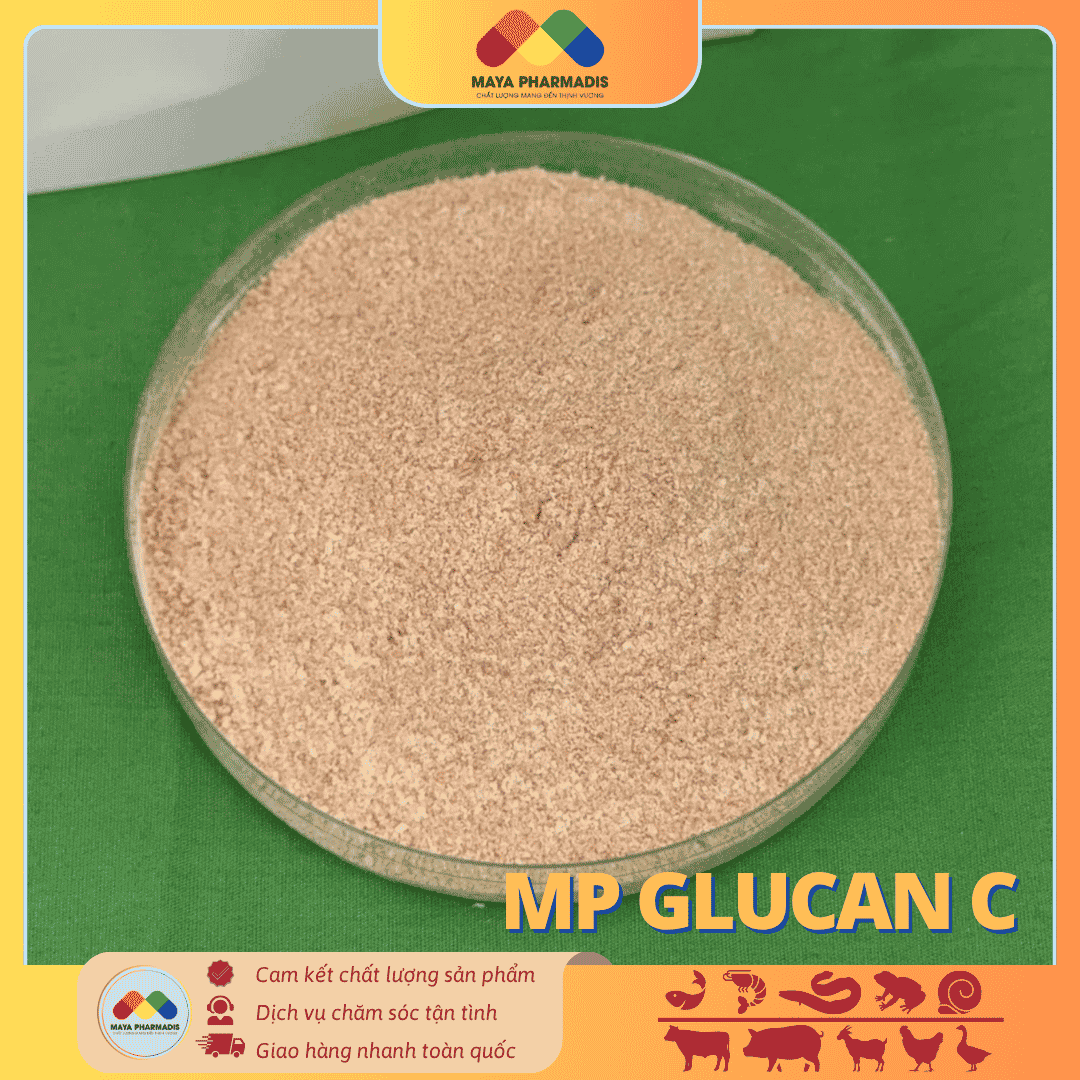 MPD Glucan C Tăng sức đề kháng – Giảm stress – Chống oxy hóa - Ảnh 3